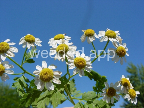 feverfew